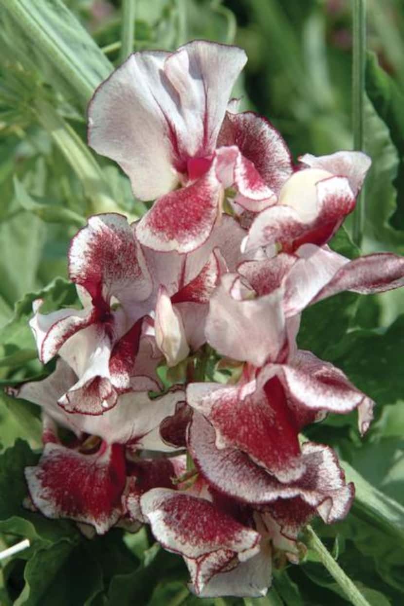 

The brown-specked ‘Chocolate Streamer’ sweet peas are rare and unusual.


