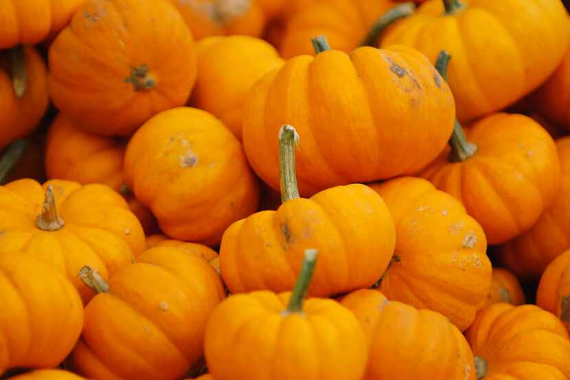 A trough of mini pumpkins for sale at the Flower Mound Pumpkin Patch