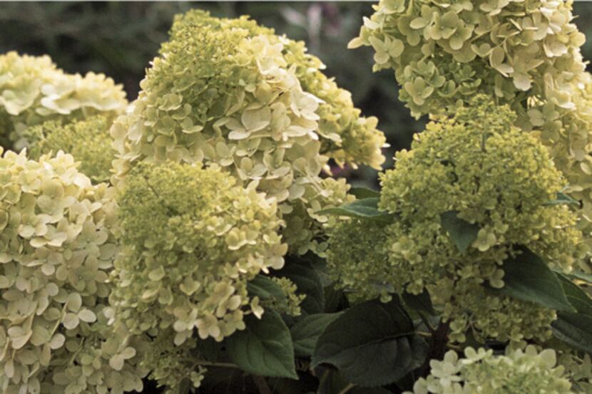  Hydrangea paniculata 'Limelight' has large snowy white and green flowers.