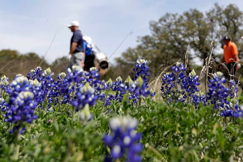 
The bluebonnets were blooming during the Texas Open golf tournament in San Antonio late...