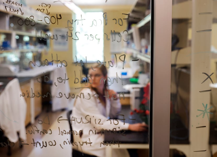 Doctoral student Haley Dahl studies the effect of inflammation in prostate cancer behind a...