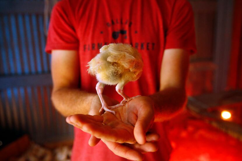 Farmer Thomas Locke holds a week-old turkey poult kept in a heated barn on the Bois d'Arc...