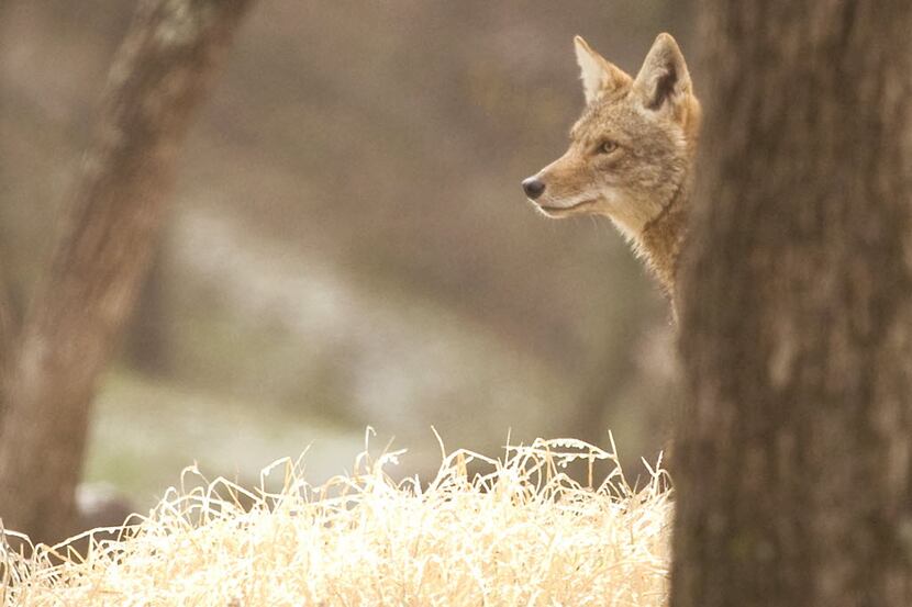 A photo of a coyote. 