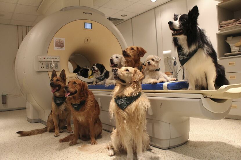 Dogs were trained to enter a magnetic resonance imaging machine to have their brain activity...
