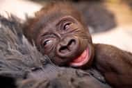 Jameela, a gorilla who was born prematurely via emergency cesarean section at the Fort Worth...