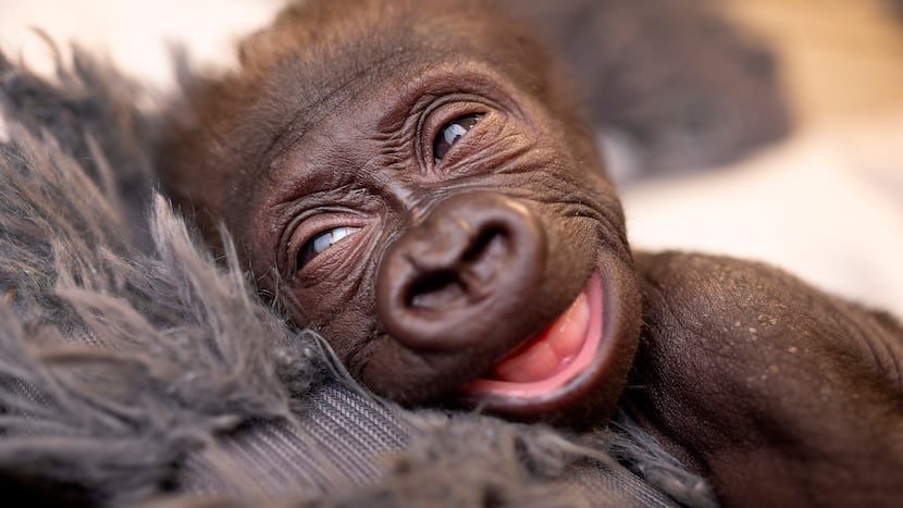 Baby gorilla Jameela, born in Fort Worth, bonds with surrogate at Cleveland zoo