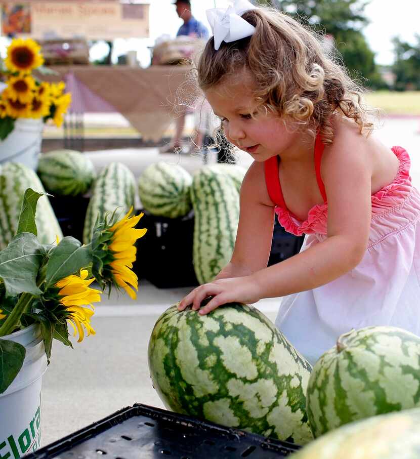 
Tori Bennett, 3, inspects a watermelon at the Collin County Farmers Market. 
