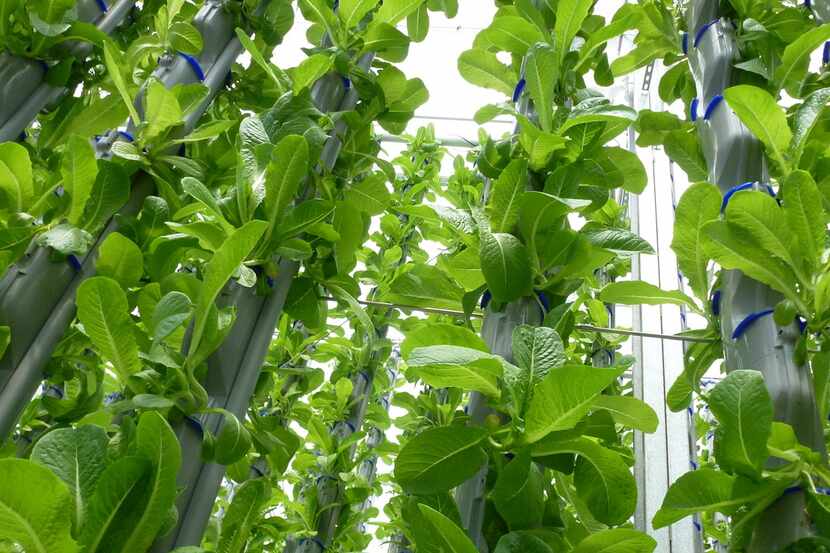 How does your romaine grow? At Eden Green, the new vertical farm in Cleburne, it's green to...