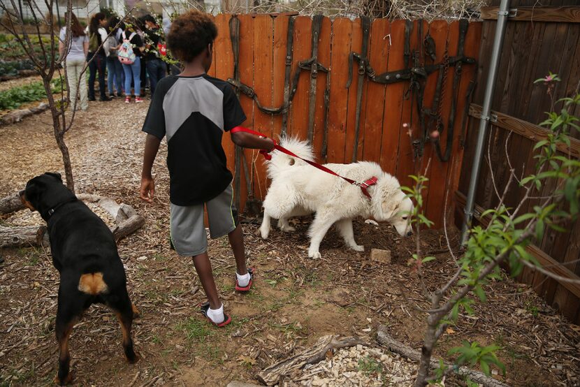 Mike walked with farm dogs Moses (right) and Cruz at Bonton Farms on Friday. (Andy...