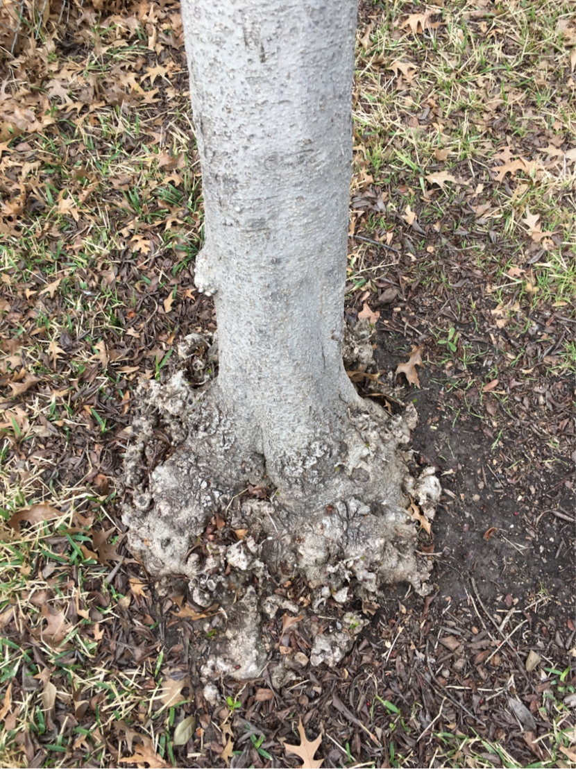 Cankers on possumhaw holly tree.