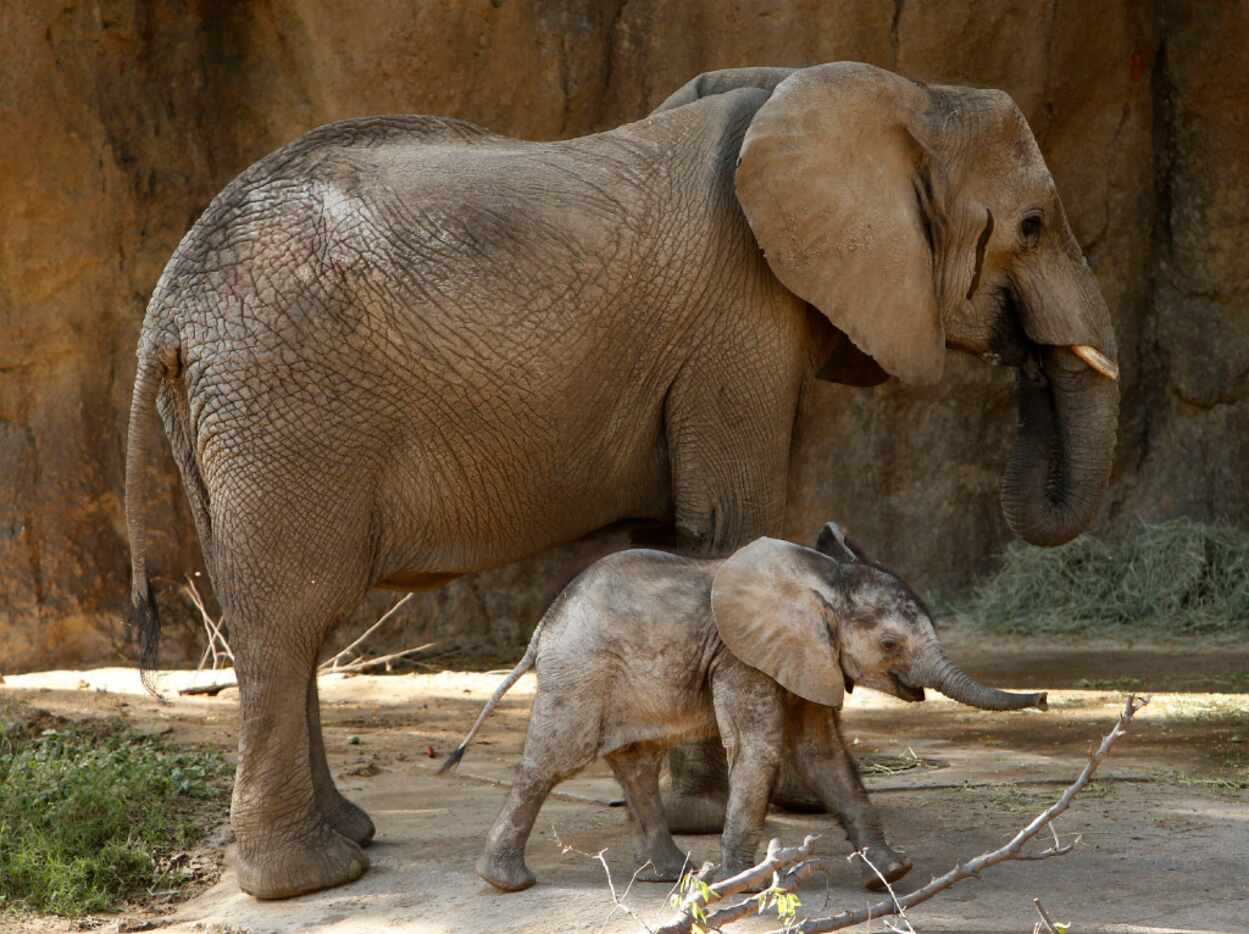 Ajabu, a five-month-old baby elephant, walks with his mother Mlilo in the Giants of the...