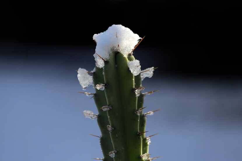 Melting snow clings to a cactus, Friday, Dec. 8, 2017, in San Antonio. The National Weather...