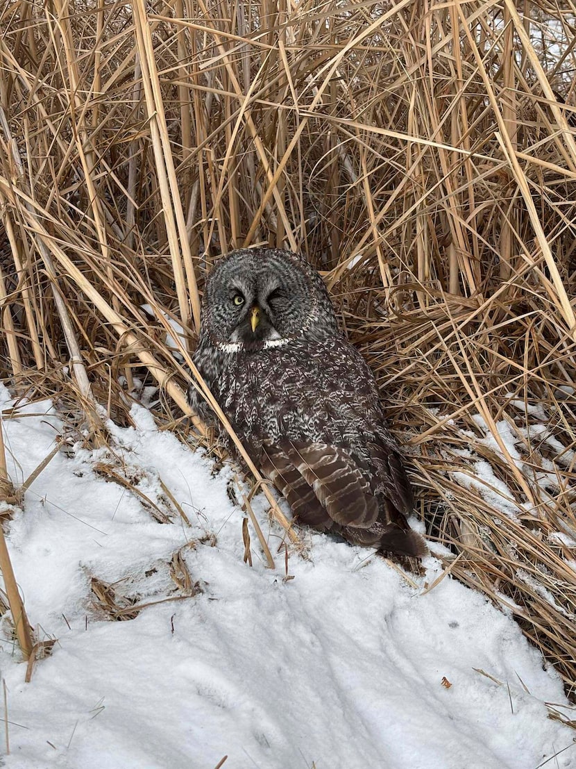 An injured great gray owl is seen off the side of the road in northeastern Minnesota – the...