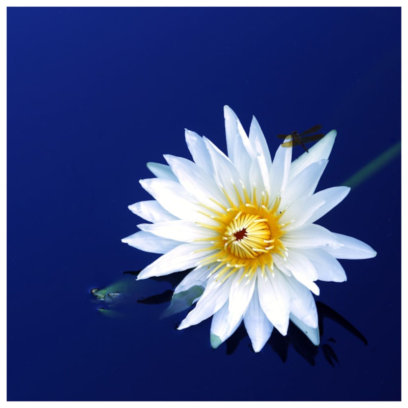 A dragon fly rests on the petal of a Nymphaea 'White Delight' at the Dallas Arboretum....