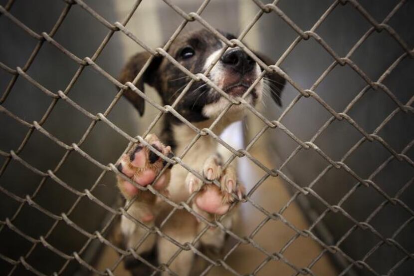 

Animal shelters will waive their adoption fees to help reduce the number of pets living in...