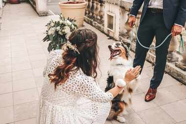 Woman with curly hair wearing a white dress gives an Australian shepherd dog a high five