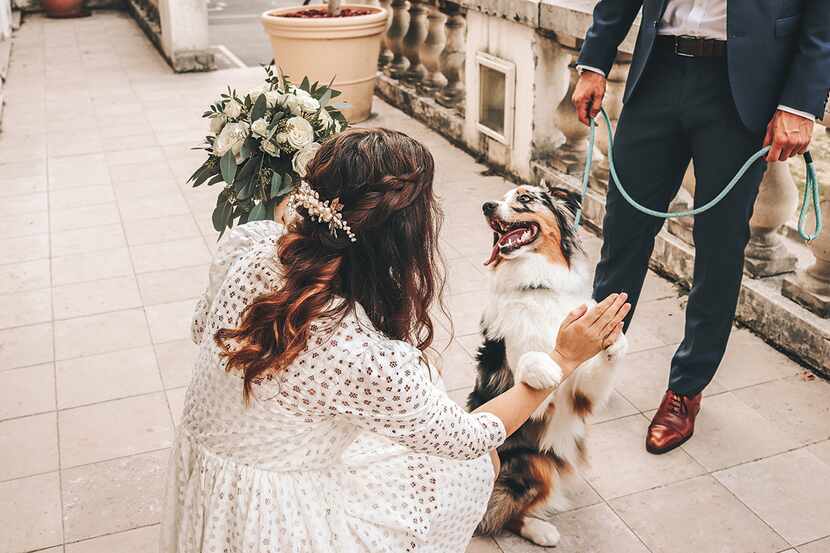 Woman with curly hair wearing a white dress gives an Australian shepherd dog a high five
