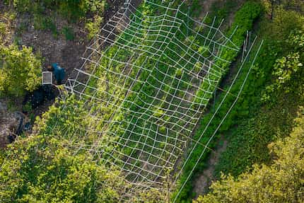 Jefferson Braga (left) works in his family’s urban farm.