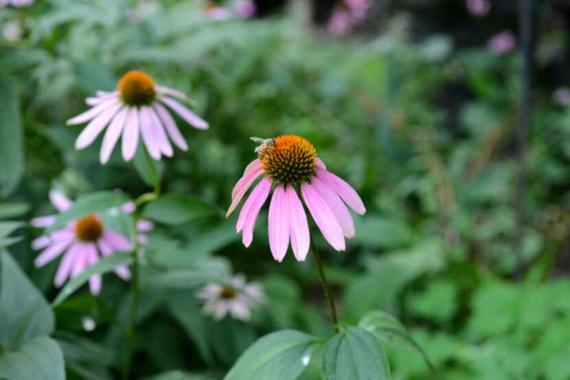 Many xeriscaped lawns include native plants, which often require less water and are...