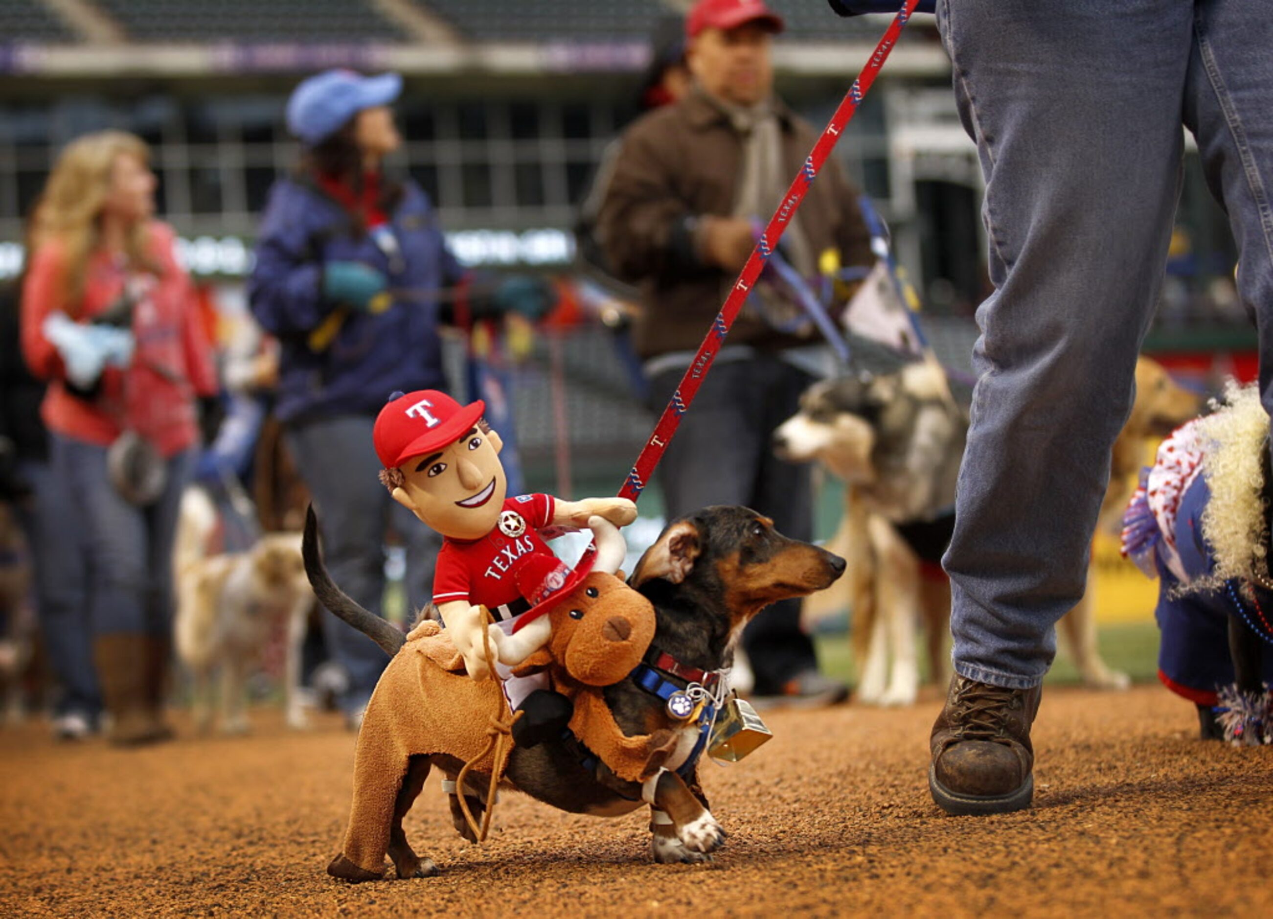 Riley, a dachshund from Fort Worth, carries Texas Rangers star Ian Kinsler on his back...