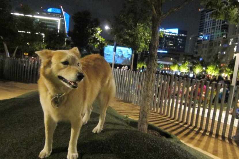 B.K. visited  the off-leash area during a previous screening at Klyde Warren Park.
