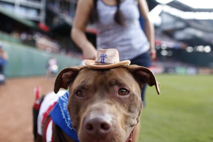 This pup's name is Ripley, but she likes dressing up like a Rangers fan.