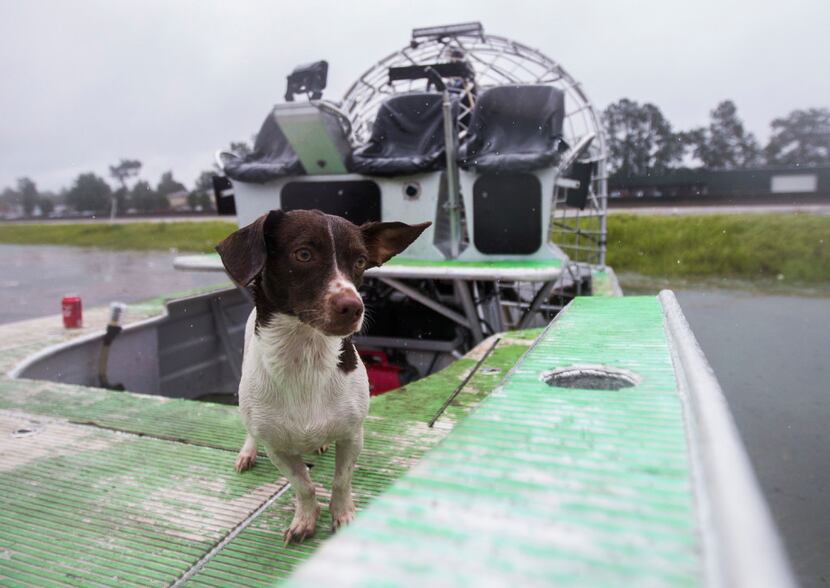 Dog Lilah waits on an airboat as his owners are rescued from rising flood waters from...