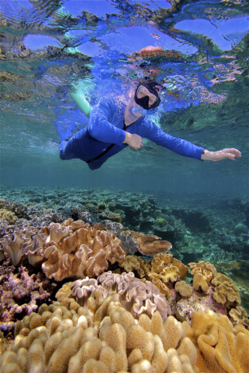 On the Great Barrier Reef, a snorkeler floats above a coral seabed that looks like the work...