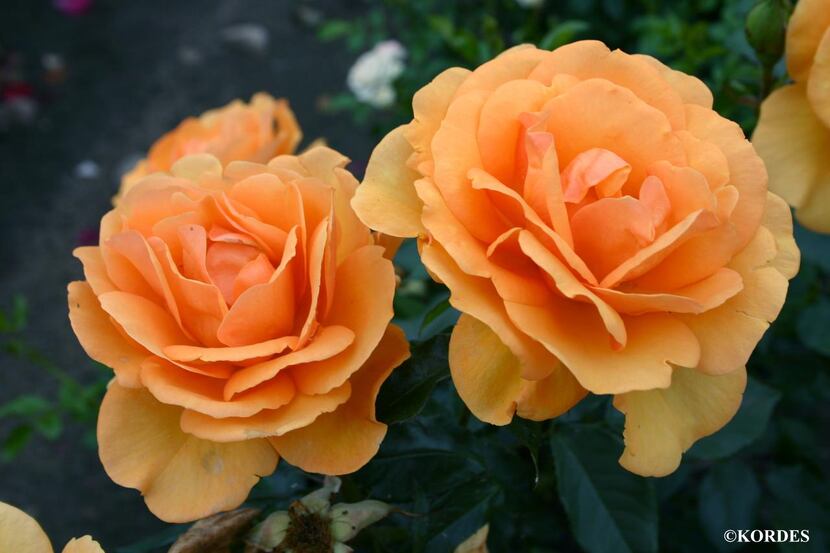 
The double flower form of ‘South Africa’ gleams with a deep golden color.
