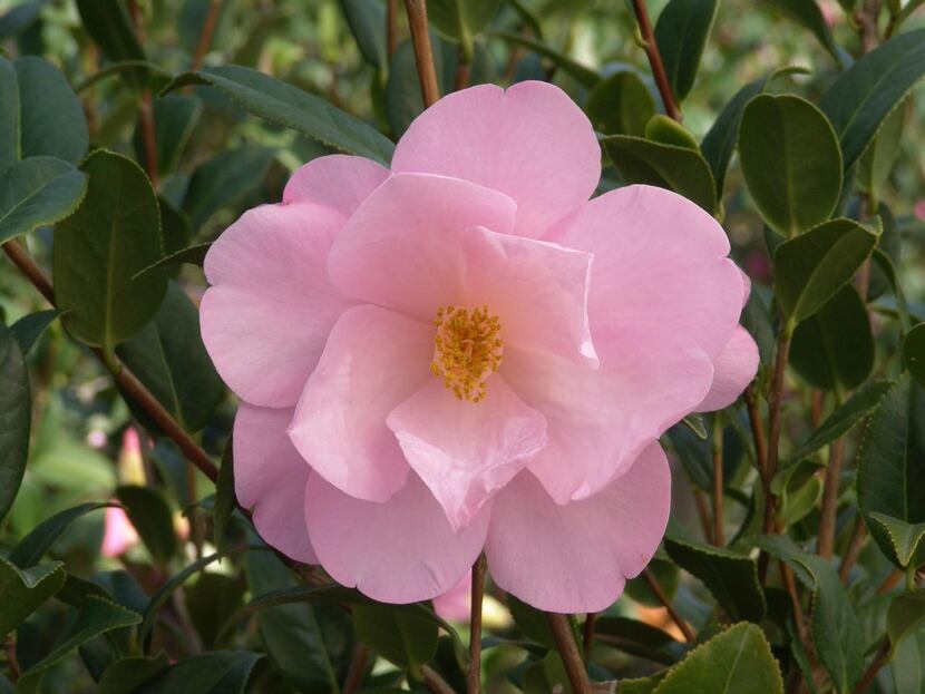 
‘Taylor’s Perfection’ camellia starts blooming around Thanksgiving. It reaches about 6 to 8...