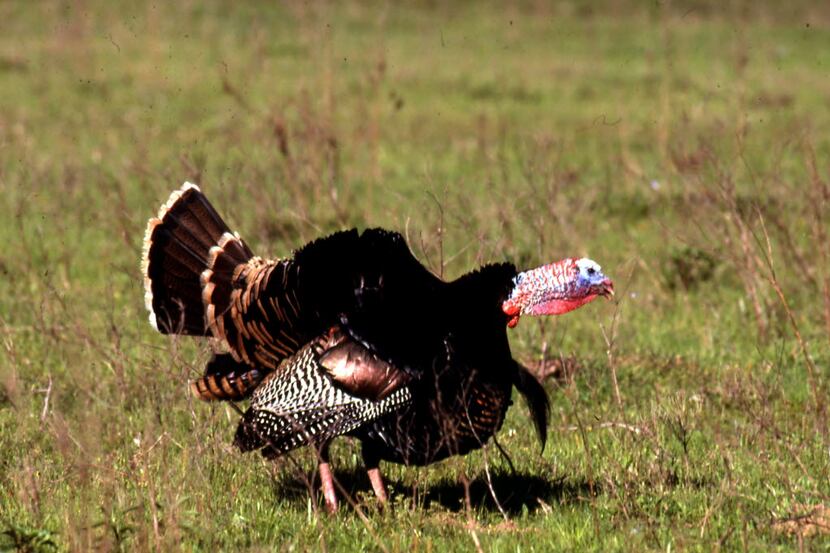 Male turkeys gobble in the spring to attract mates and also to enforce dominance over other...