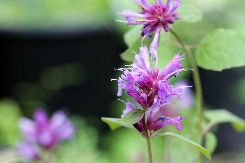 An appealing perennial for summer to fall color, Agastache Blue Boa is one of several heat-...