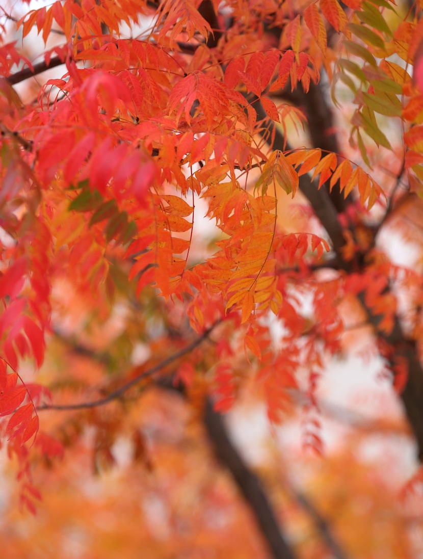 Fall foliage outside the Galleria in Dallas on Tuesday, Oct. 30. 