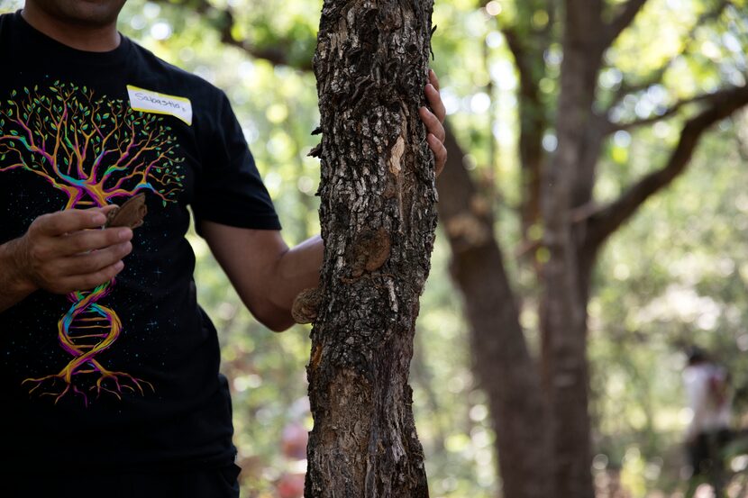 Sebastian Tabibi of the North Texas Mycological Association shows mycelium found during an...