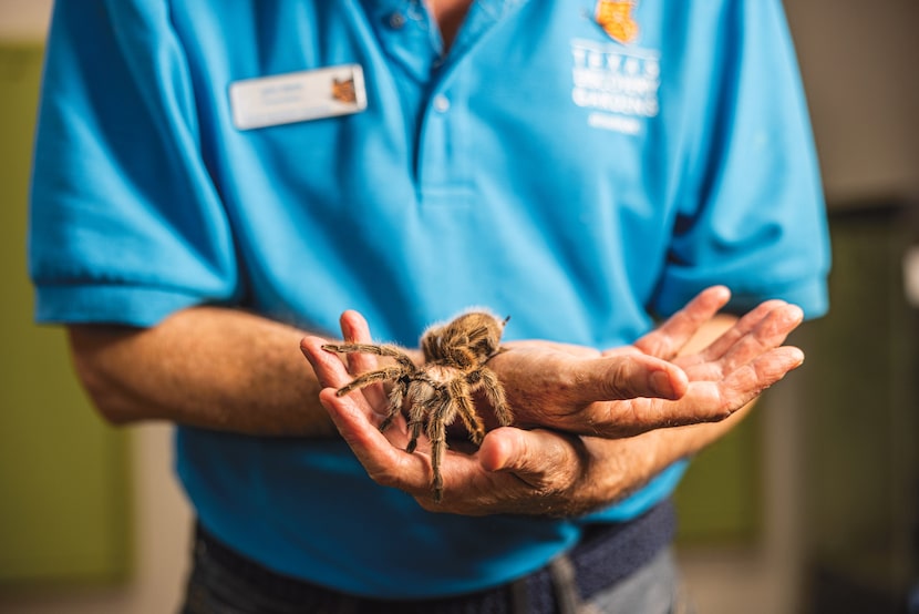 North American tarantulas are venomous, but they usually aren't aggressive — and the...