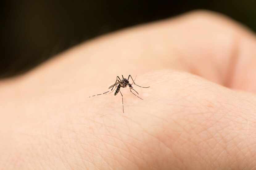 Ojo con las picaduras de mosquitos, algunos pueden tener el virus del Nilo.