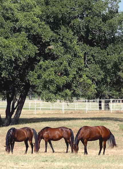 Aubrey and surrounding areas of Denton County are home to dozens of horse breeding and...