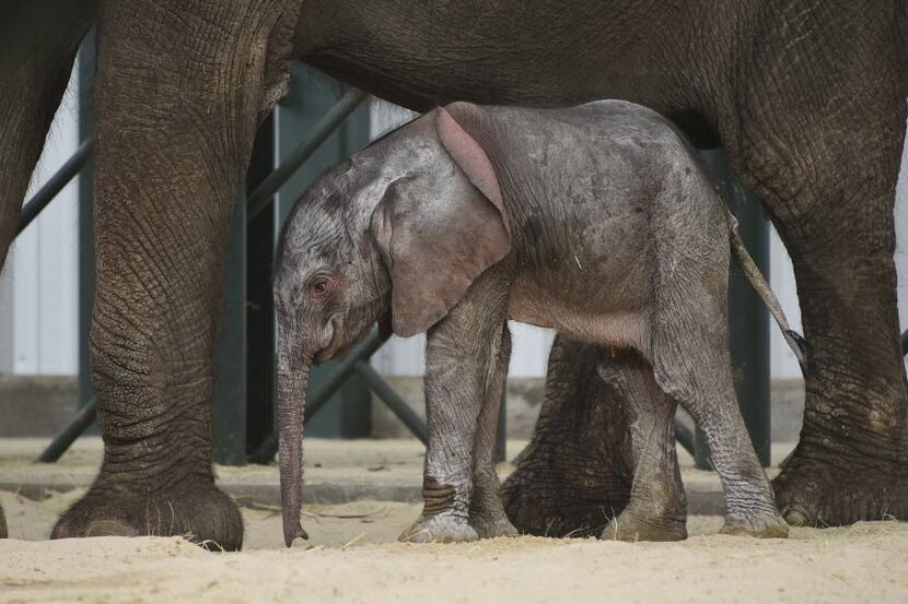 The elephant calf who was born at the Dallas Zoo in  May is one of the many adorable animals...