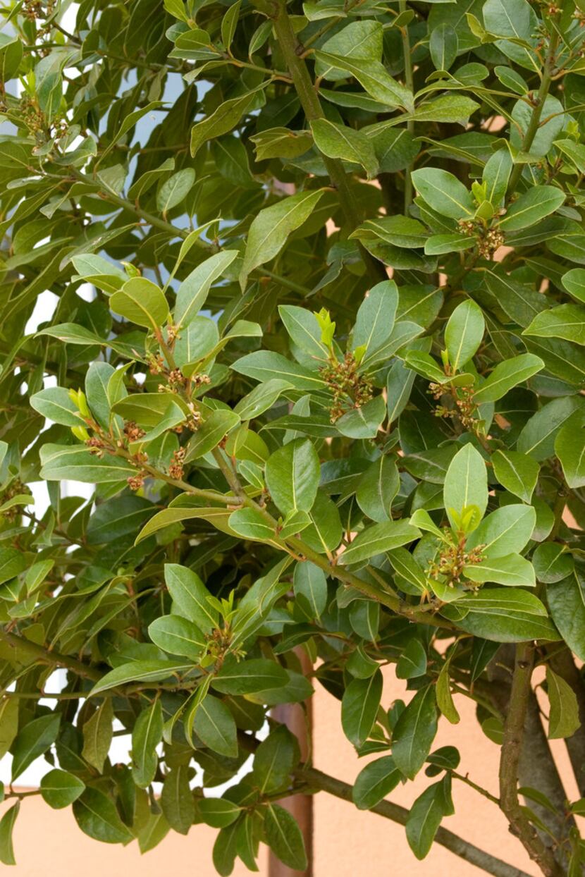 Sweet Bay shrub from Monrovia