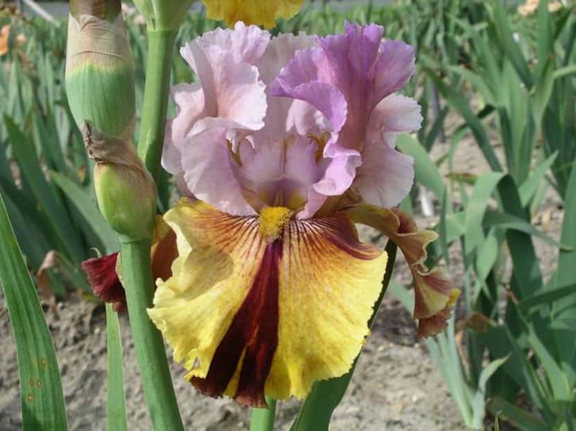 
A novelty iris with a maroon stripe down center of the fall has shades of lilac on the...