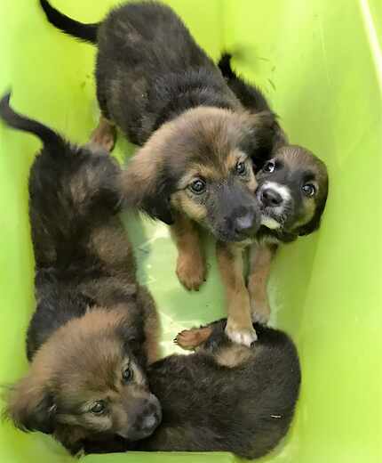 Puppies found by a sanitation worker in southern Dallas on Monday.