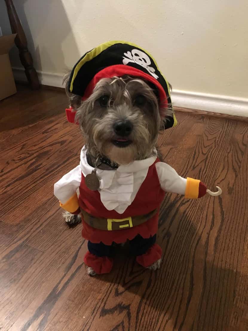 ARRRRRRF! Bitsie is a 2ish-year old rescue who was pumped to dress up for Halloween. It only...