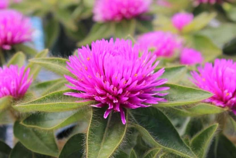 
Gomphrena 'Pink Zazzle' is available in a few North Texas retail nurseries. 
