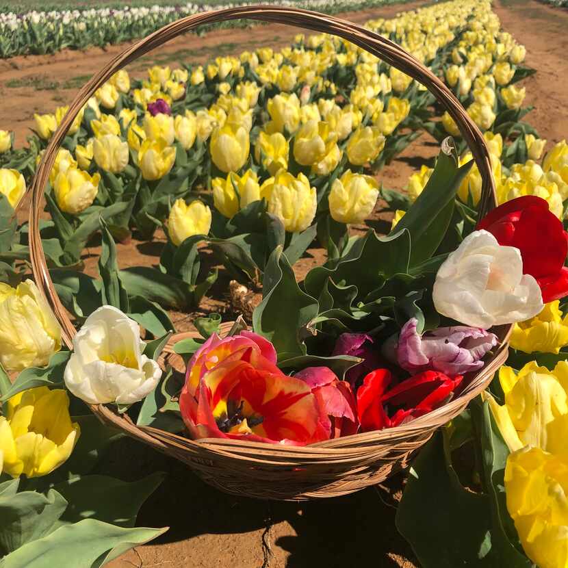 Texas Tulips