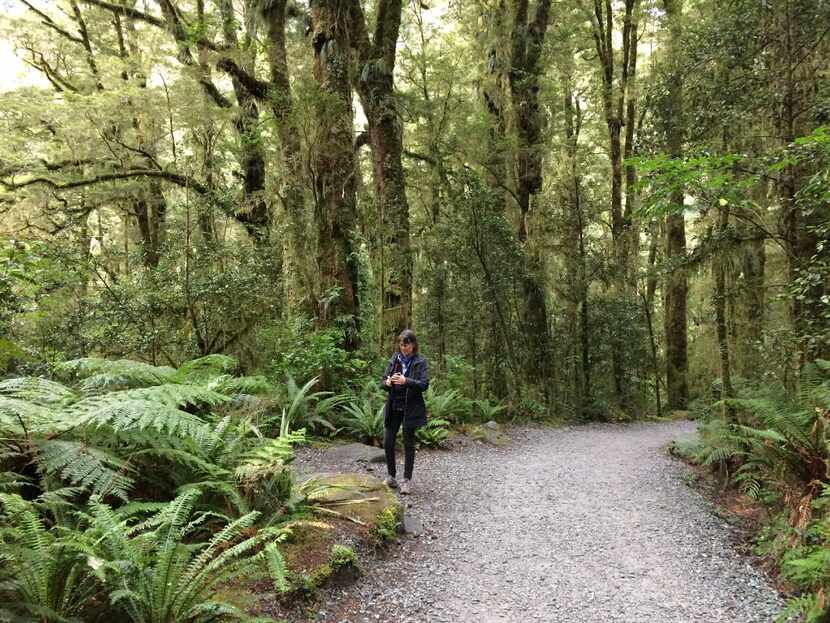 A walk through the rainforest on the way to the Chasm pools off the road to Milford Sound. 
