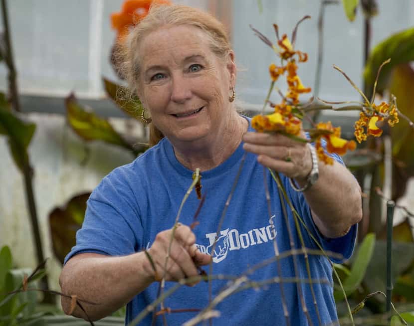 Dotty Woodson in her greenhouse with one of her psychopsis papilio orchids, also know as a...