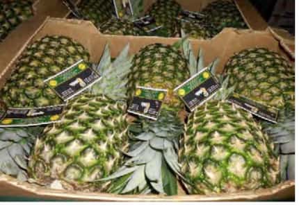 Large "five count" pineapples struck Beesley as a red flag.