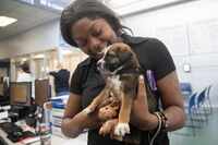 Tytiauna Brown picks up the six-week-old puppy she’s fostering to adopt during the Dog Days...
