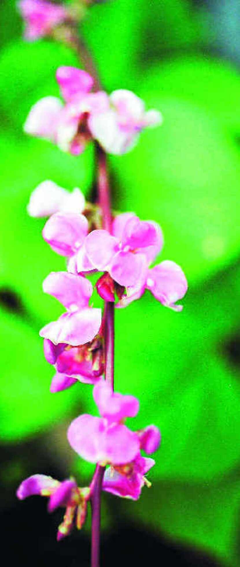  Hyacinth bean 