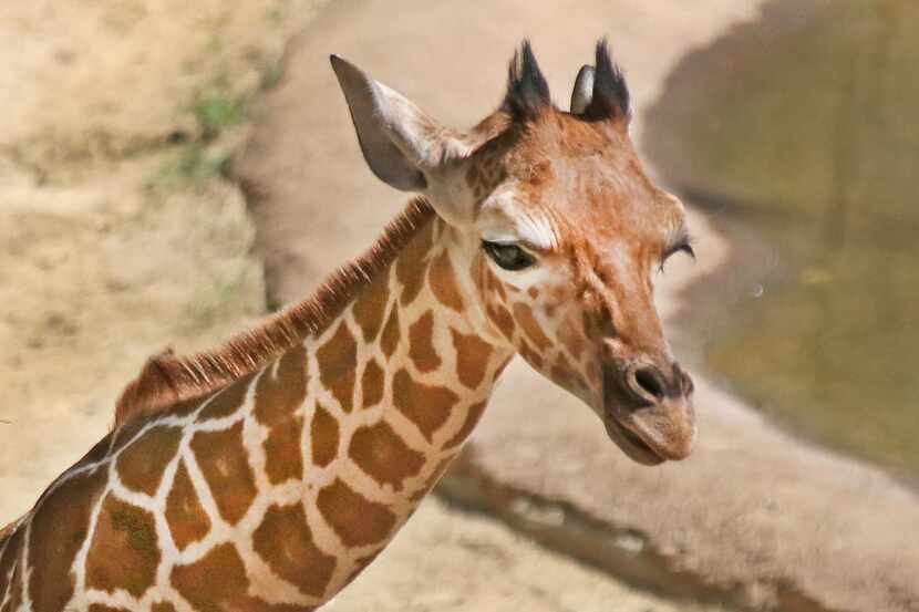 Wittem la jirafa bebé del Zoológico de Dallas. (DMN/Louis DeLuca)
